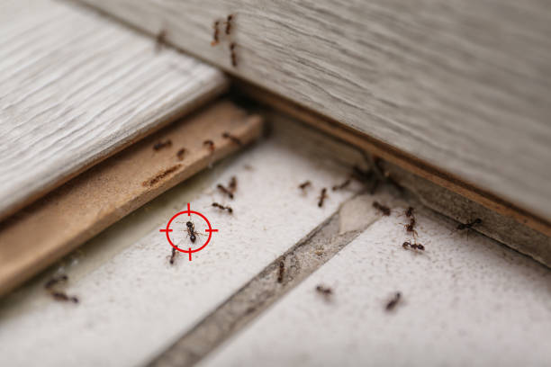 Best Mosquito Control Services  in Norwood, OH
