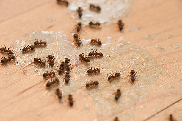 Best Insect Control  in Norwood, OH